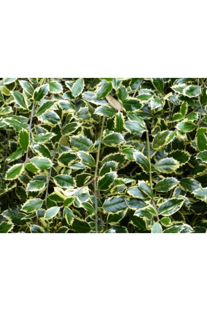 Молодий приріст падуба Аргентея Маргіната